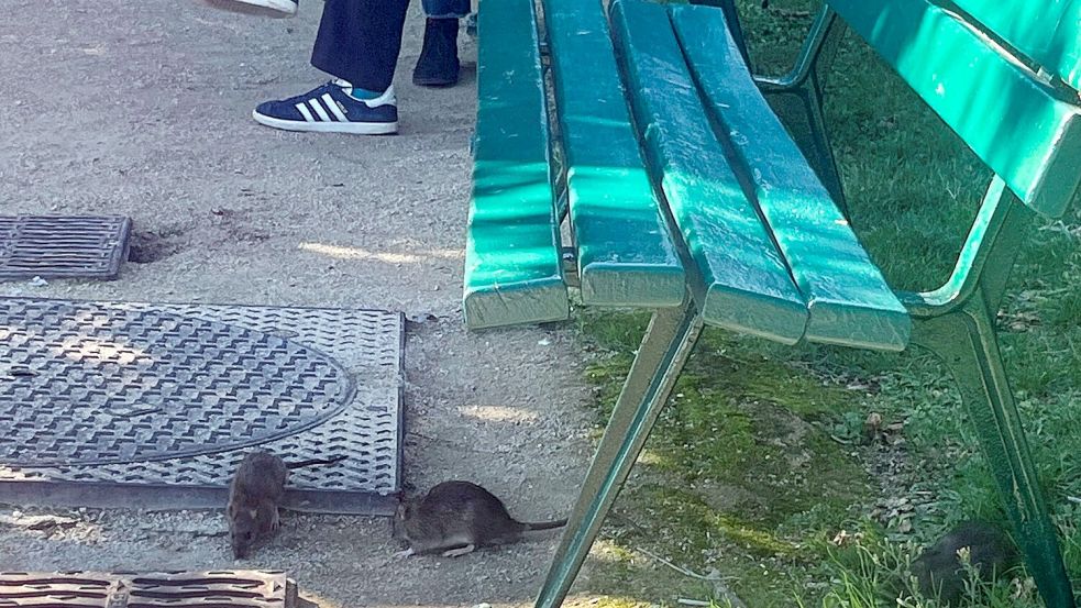 Vielerorts in Paris gehören Ratten praktisch zum Stadtbild. Foto: Nilufar Evers/dpa