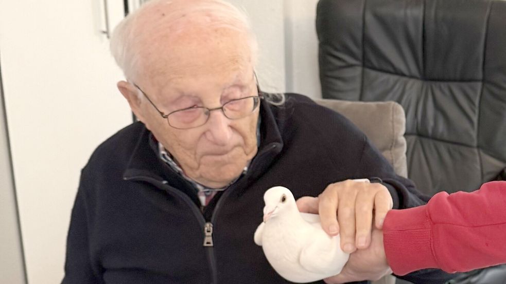 In Zeiten vom Krieg im Nahen Osten: Albrecht Weinberg streichelte eine weiße Taube. Foto: Geert Müller