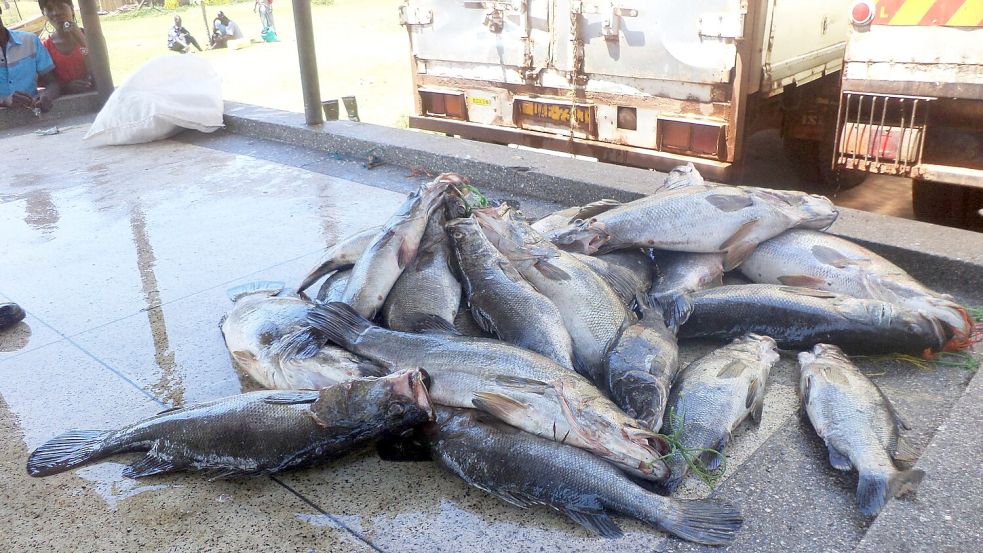 Mittelgroße Nilbarsche aus dem Viktoriasee. (Archivbild) Foto: picture alliance / dpa