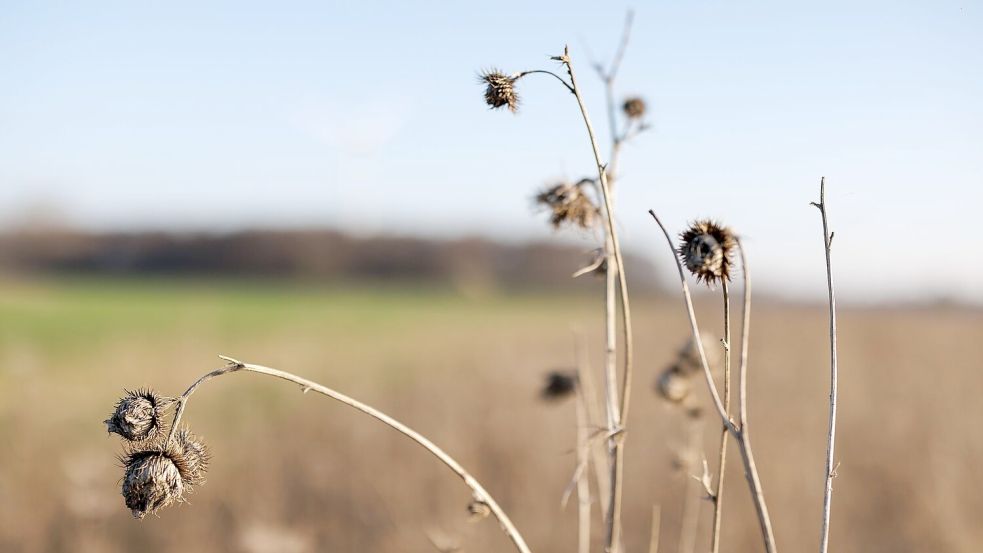 Ein Blühstreifen am Rande eines Feldes. Er bietet Rebhühnern Brutplätze, Nahrung und Schutz vor Fressfeinden. Foto: David-Wolfgang Ebener