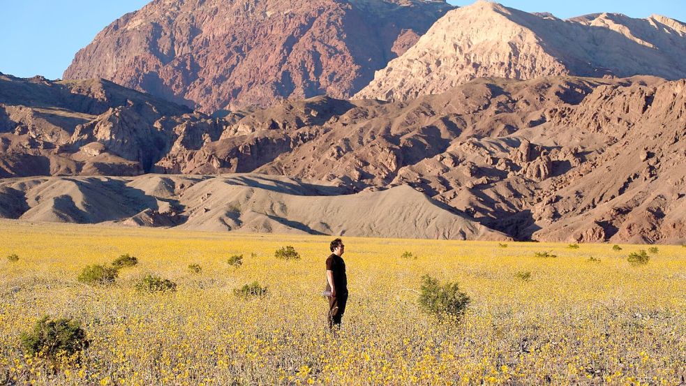Für Auge und Nase eine Wohltat: Das sonst so trockene und heiße Death Valley im Westen der USA schimmert derzeit in den Farben verschiedener Wildblüten. Foto: John Locher/AP/dpa