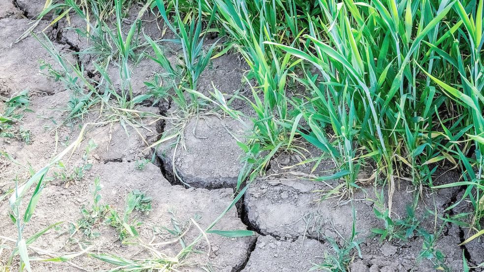 Die Landwirtschaft in Europa kämpft mit den Folgen des Klimawandels. Foto: Sina Schuldt