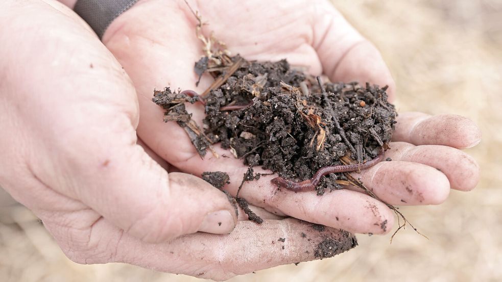 Beerdigung, Einäscherung oder doch lieber auf den Kompost? Reerdigungen bieten Menschen eine ökologische Art zu sterben. Foto: IMAGO/Shotshop
