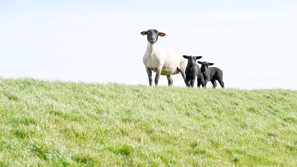 Am Donnerstag genossen dieses Schaf und zwei Lämmer noch die Sonne auf dem Deich an der Nordsee. Am Wochenende müssen sich auch die Tiere auf Wind und Regen einstellen. Foto: Lars Penning/dpa