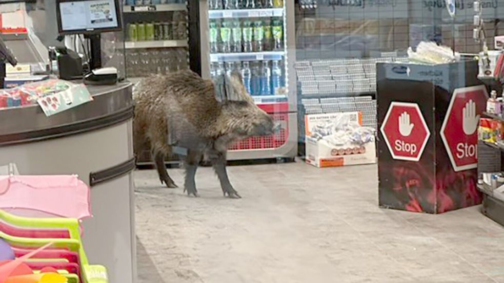 Ein Wildschwein hat sich in einem Kaufhaus verlaufen. Foto: -/Polizei Berlin/dpa