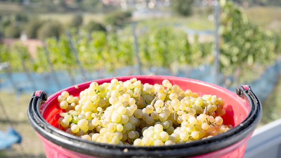 Rieslingtrauben bei der Weinlese 2025. (Archivbild) Foto: Sebastian Kahnert