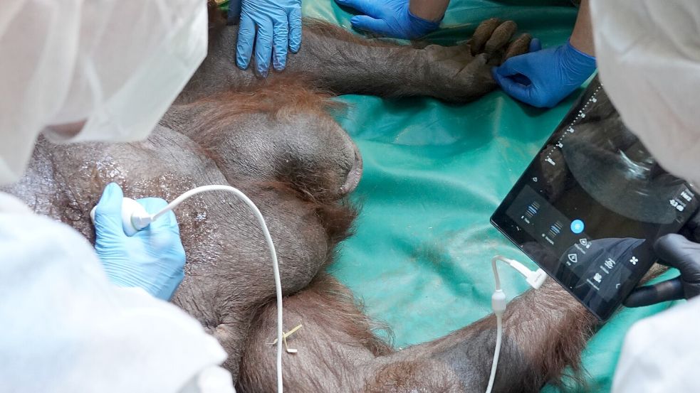 Mit dem Ultraschallgerät des Zoos erstellen Dr. Carsten Schneider und Dr. Mathias Lange ein Herzultraschall von Astrid. Foto: Zoo Osnabrück