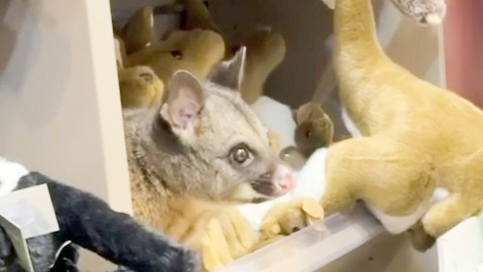 Zwischen kuscheligen Kängurus blickte plötzlich ein tierischer Gast einem Kunden entgegen. Foto: Melissa Oddie/Melissa Oddie/AP/d