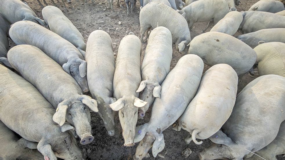 In einem spanischen Mastbetrieb sollen laut einer Tierschutzorganisation Schweine in unwürdigen Bedingungen gelebt haben und misshandelt worden sein. Foto: IMAGO/VWPics