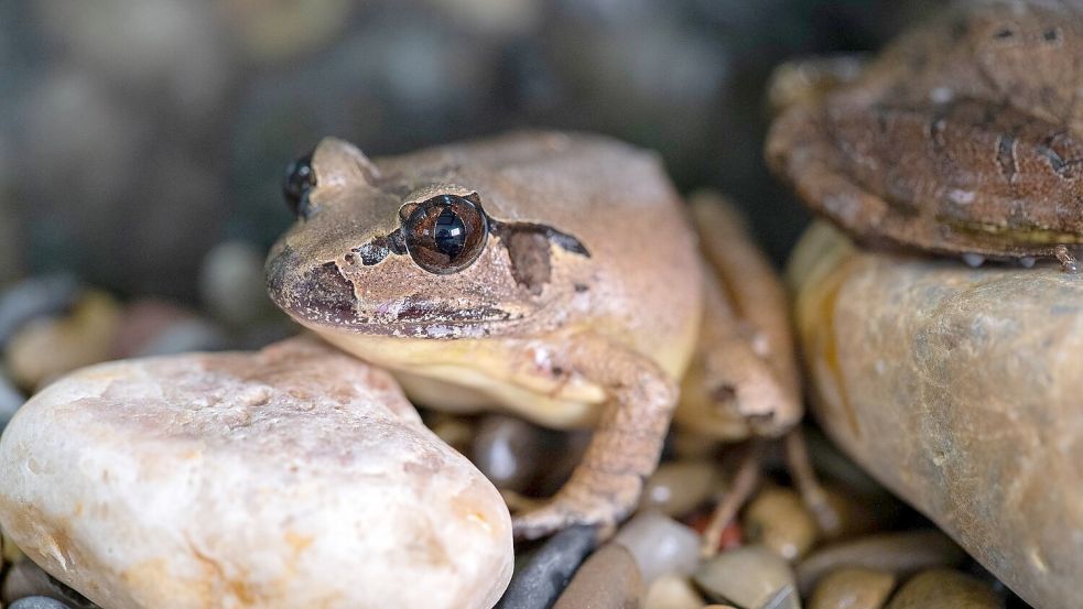 Südliche Stotterfrösche sind in freier Wildbahn vom Aussterben bedroht. Foto: Aussie Ark