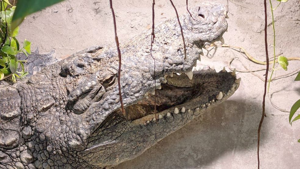 Der Krokodille-Zoo auf der dänischen Insel Falster ist der größte seiner Art in Europa. 18 von 24 Krokodilarten werden im Zoo gezüchtet, was mehr ist als jede andere Einrichtung der Welt. Foto: Astrid Fertig
