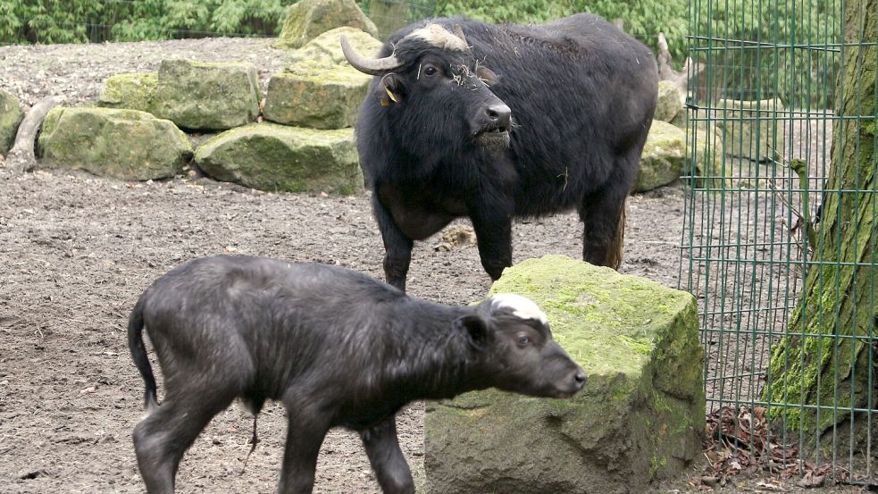 Das noch namenlose Wasserbüffel-Kälbchen wird im Tier- und Freizeitpark Thüle aufmerksam von seiner Mutter bewacht. Foto: Martin Pille/Tierpark Thüle