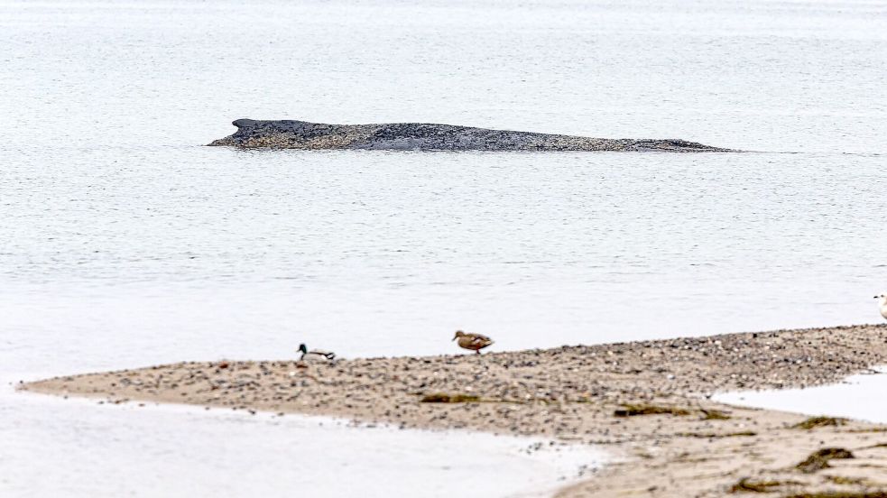 Auch am Morgen lag der Wal auf der Sandbank vor Niendorf. Foto: Ulrich Perrey