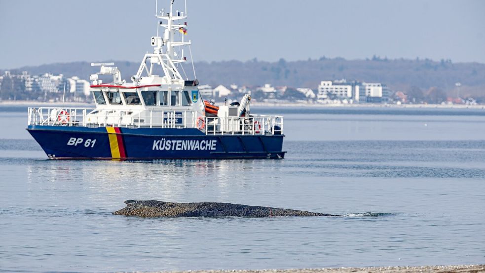 Die Rettung des großen Wals ist laut Experten nicht leicht - es könne auch sein, dass das Tier trotz Rettung wieder strande oder verende. Foto: Ulrich Perrey