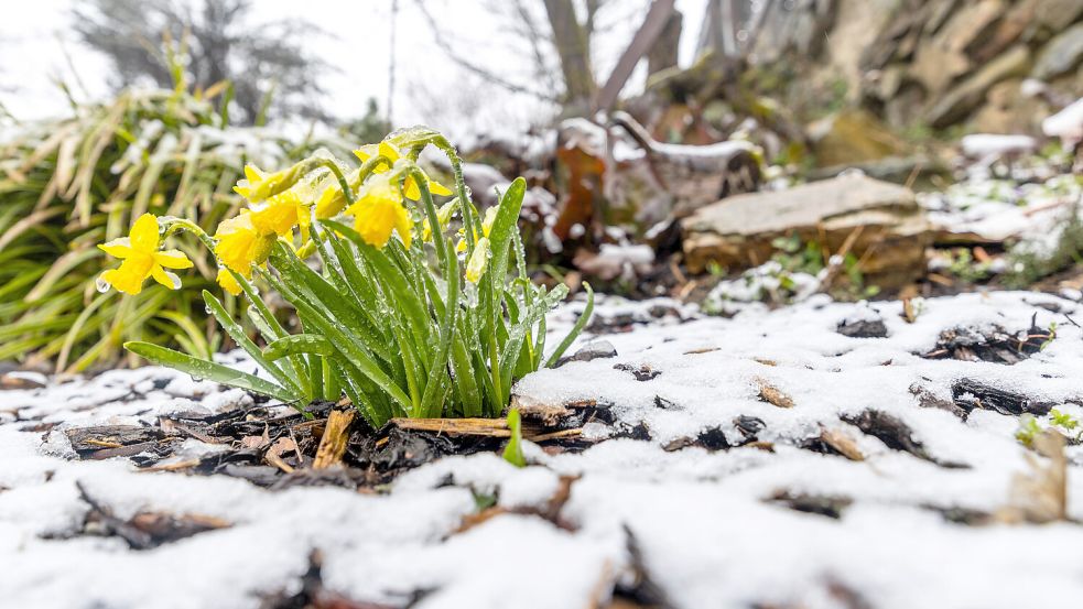 Erst strahlender Sonnenschein und bis zu 20 Grad, dann Schneefall bis zu 50 Zentimeter. Die letzte Märzwoche könnte dem Winter ein Comeback verschaffen. Foto: IMAGO/Jan Eifert