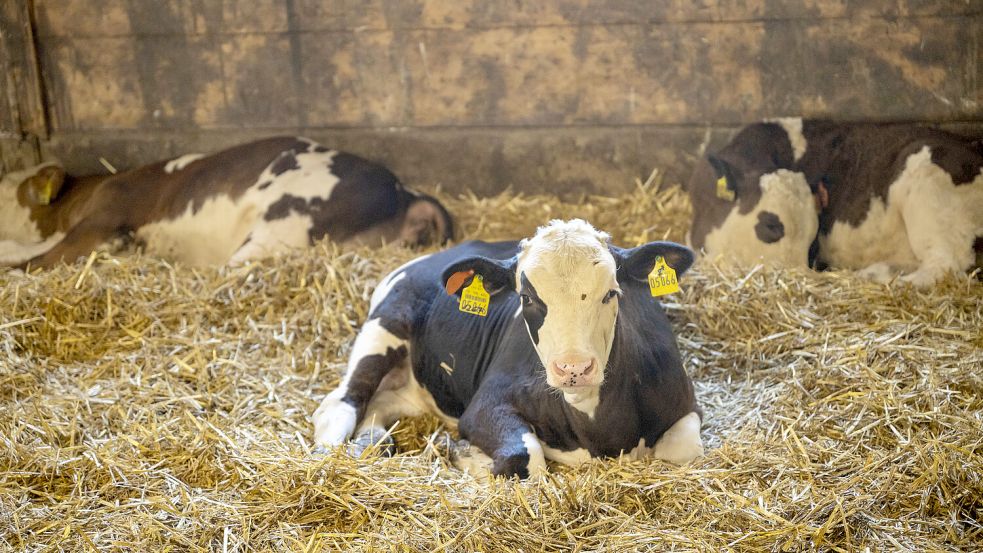 Die Polizei sucht Zeugen der Tat. Symbolfoto: Peter Kneffel/dpa