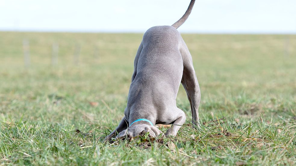 Beim Buddeln fand Labrador Stanley eine blaue Glasflasche, die alles andere als gewöhnlich ist. Foto: IMAGO/Zoonar