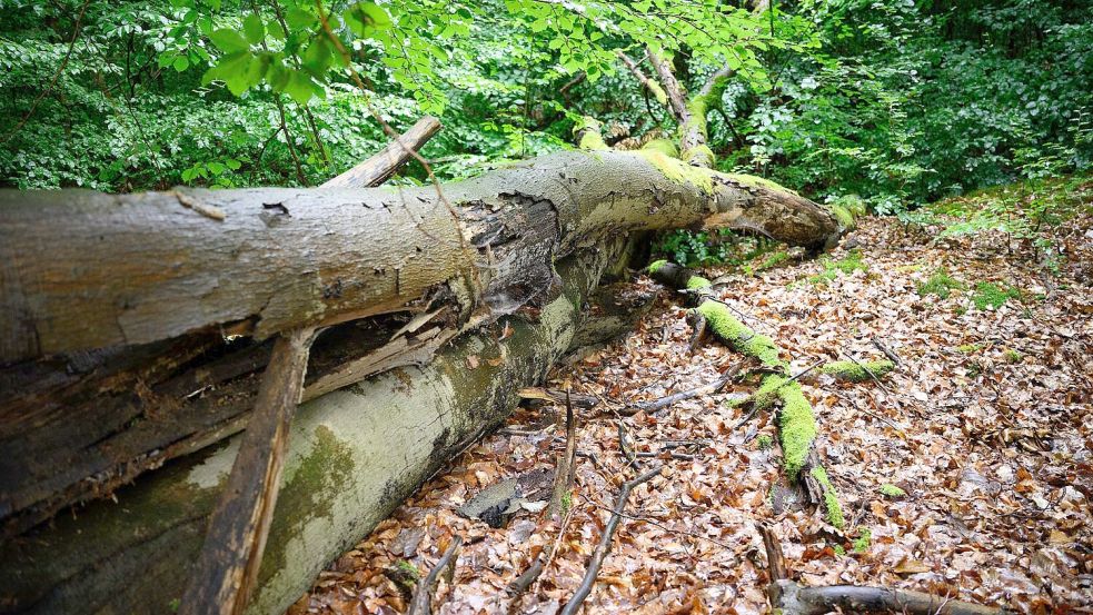 Wenn der deutsche Wald besser mit Dürre und steigenden Temperaturen zurechtkommt, kann er mehr CO2 speichern - was gut ist für das Klima. (Archivbild) Foto: Bernd von Jutrczenka/dpa