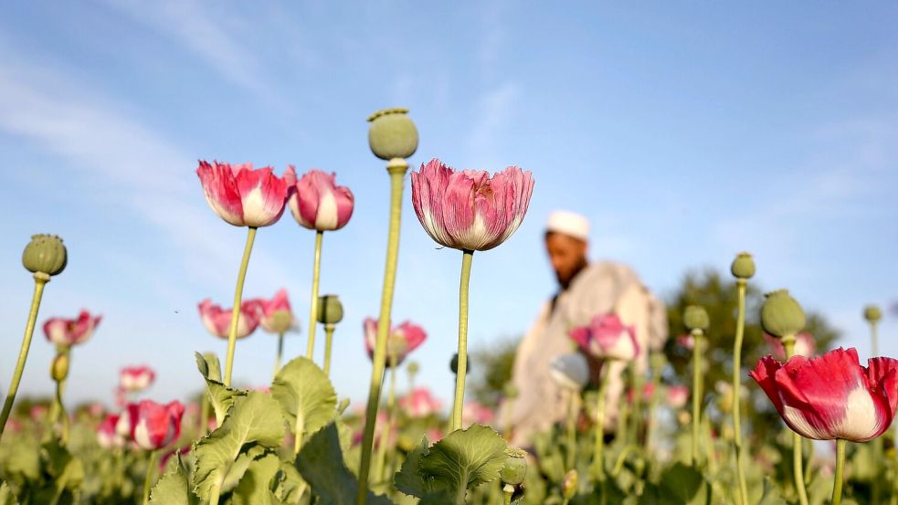 Die Taliban verboten 2022 den Anbau von Mohn. (Symbolbild) Foto: Rahmat Gul/AP/dpa