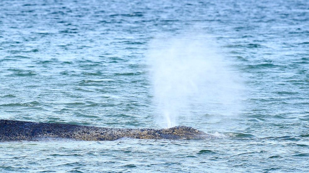 Der Buckelwal war Montagmorgen auf der Sandbank entdeckt worden. Foto: Daniel Bockwoldt