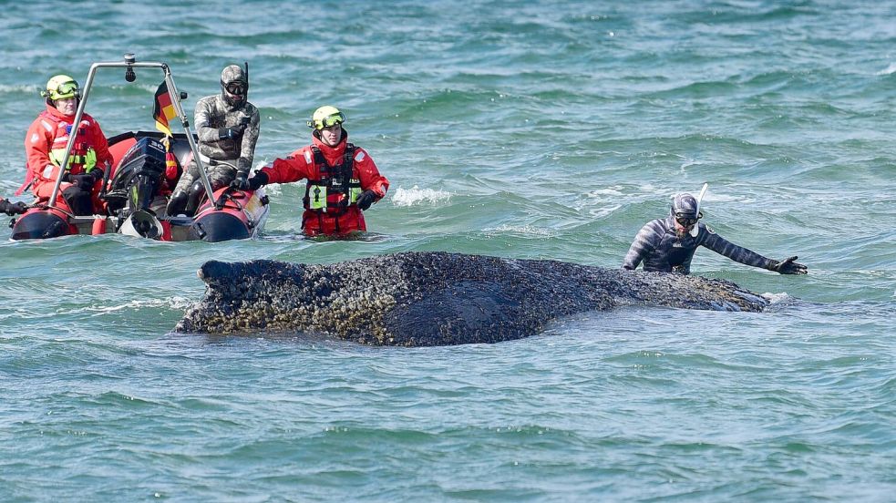 Zwischenzeitlich wurde der Bagger von dem Biologen Robert Marc Lehmann angeleitet. Foto: Daniel Bockwoldt