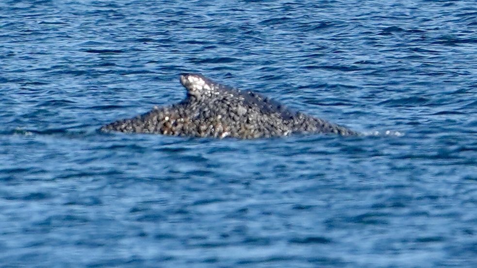 Der Buckelwal konnte sich befreien und schwimmt nun in der Lübecker Bucht. Foto: Marcus Brandt/dpa