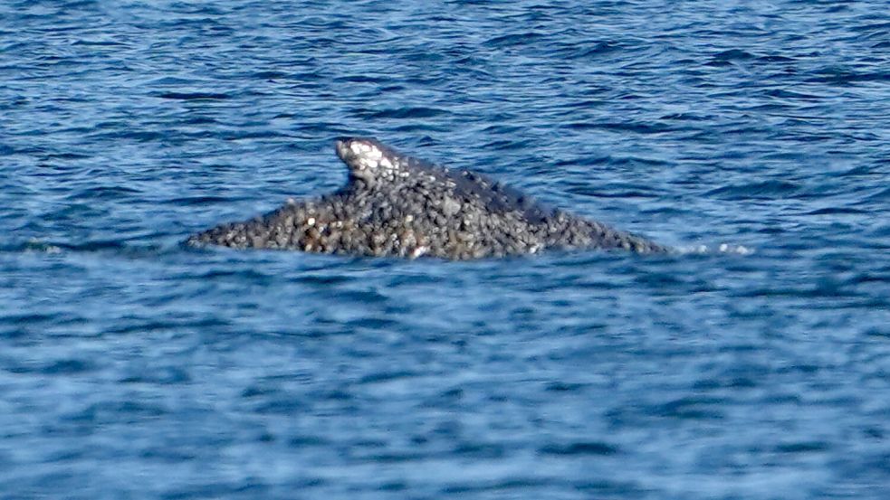 Nach tagelangen Rettungsversuchen ist der Buckelwal wieder frei. Foto: Marcus Brandt/dpa
