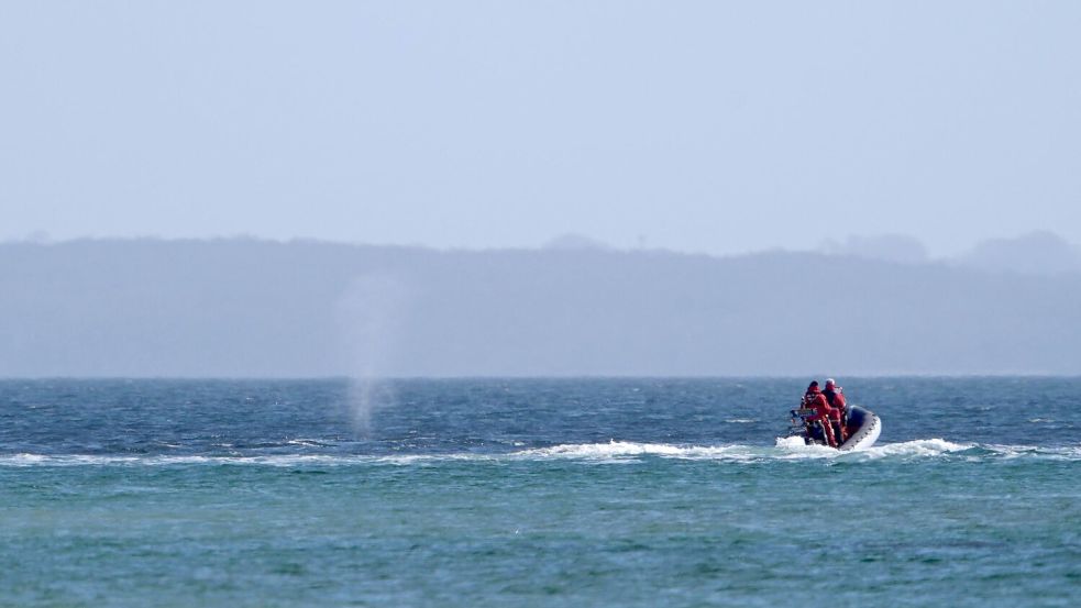 Der zeitweise vor Timmendorfer Strand gestrandete Buckelwal sorgte auch davor schon für Schlagzeilen. Foto: Marcus Brandt/dpa