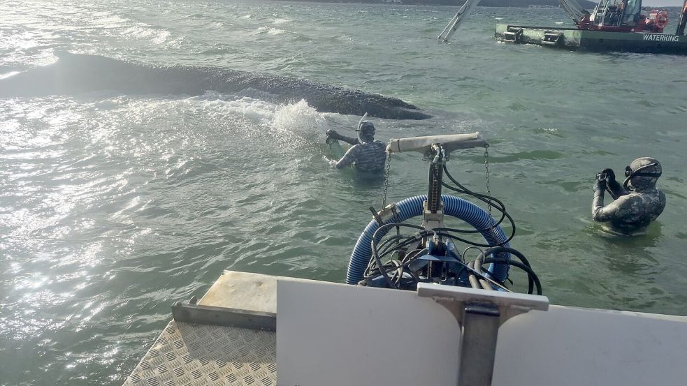 Bei der Rettungsaktion grub Tim Löhndorf mit einem Schwimmbagger eine 50 Meter lange, vier Meter breite und 2,50 tiefe Rinne für den Wal. Foto: Hannes Wandhoff