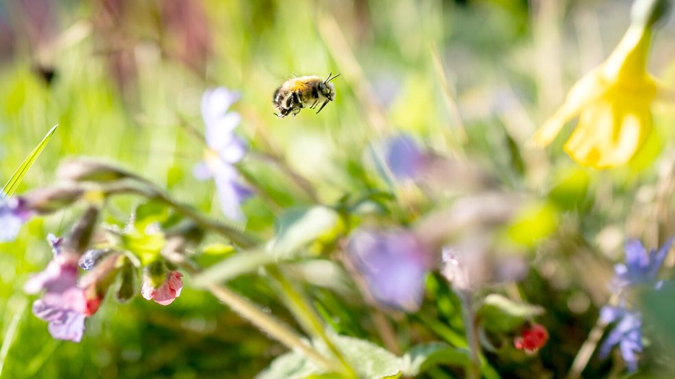 Das typische Frühlingsgefühl entsteht auch durch die kleinen Lebewesen um uns herum. (Archivbild) Foto: Frank Rumpenhorst