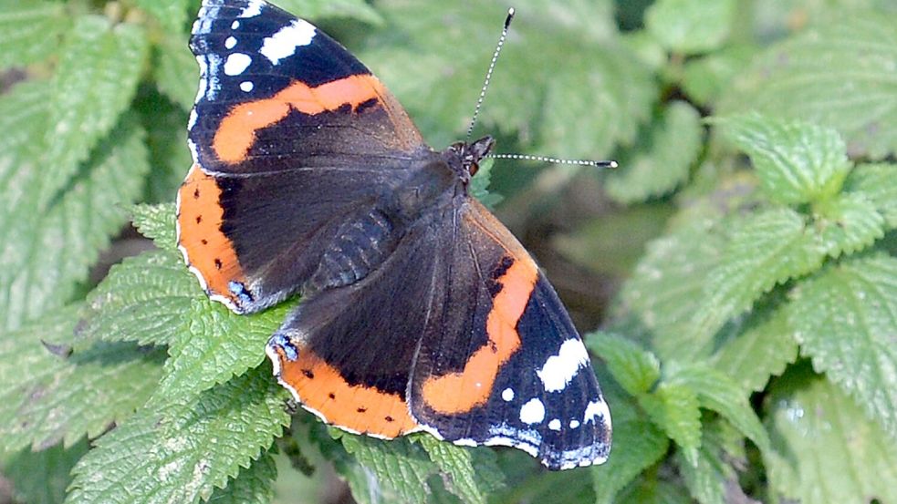 Falter wie Tagpfauenauge, Kleiner Fuchs, Landkärtchen und Admiral legen ihre Eier gezielt an Brennnesseln ab. (Archivbild) Foto: Carmen Jaspersen