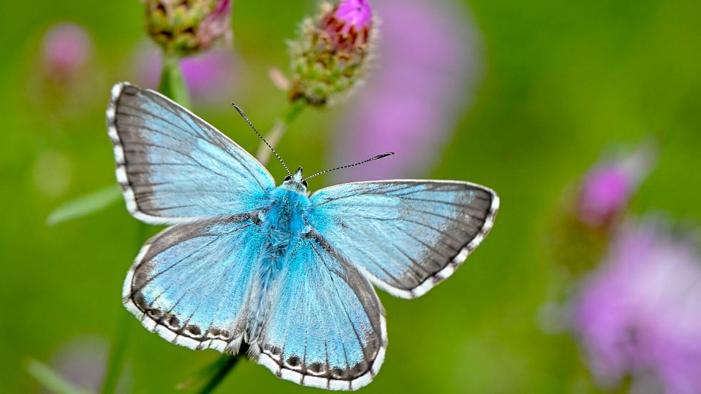 Viele Bläulings‑Arten haben sehr spezielle Pflanzenvorlieben. (Archivbild) Foto: picture alliance/dpa