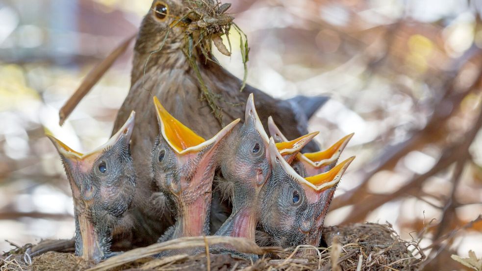 Wichtig für Singvögel sind naturnahe, insektenfreundliche Gärten. (Archivbild) Foto: Jens Büttner