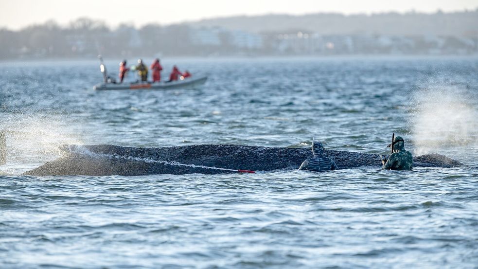 Das Schicksal des Wals wird auch international verfolgt. Foto: Ulrich Perrey
