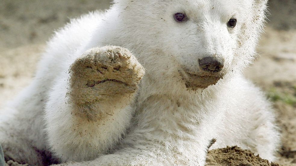 Eisbär-Baby Knut grüßt 2007 mit erhobener Tatze. Foto: Wolfgang Kumm/dpa