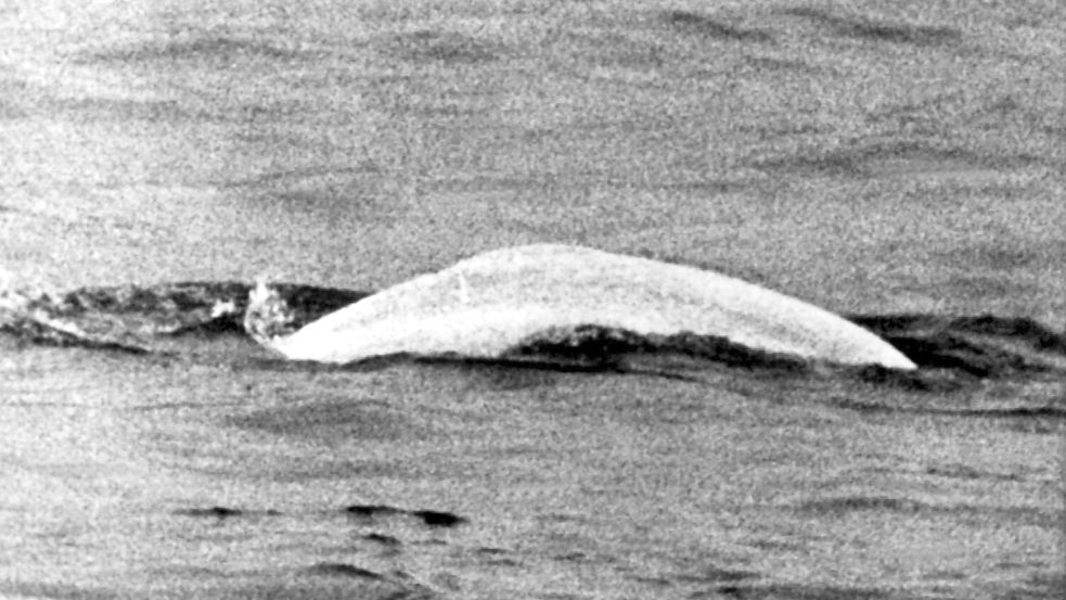 Ein auf den Namen Moby Dick getaufter Beluga sorgte 1966 für Aufsehen. Foto: picture alliance / dpa