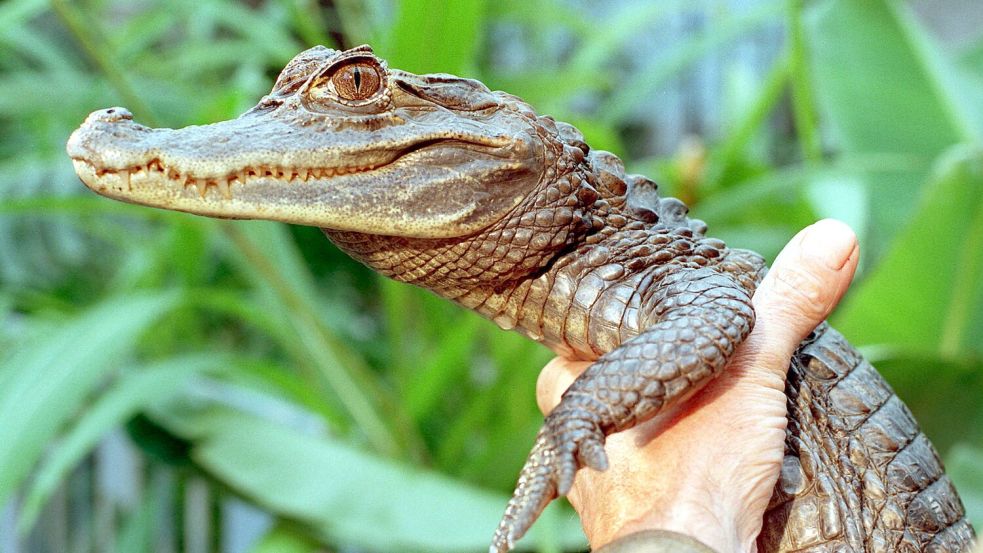 Sammy entkam an einem Badesee. Foto: picture alliance / dpa