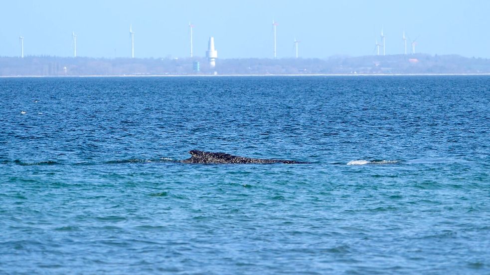 Nach tagelangen Bemühungen zahlreicher Helfer hatte sich der Wal in der Nacht zum Freitag nach Tagen selbst von einer Sandbank vor Timmendorfer Strand durch eine per Bagger ausgegrabene Rinne freigeschwommen. Foto: Marcus Brandt/dpa