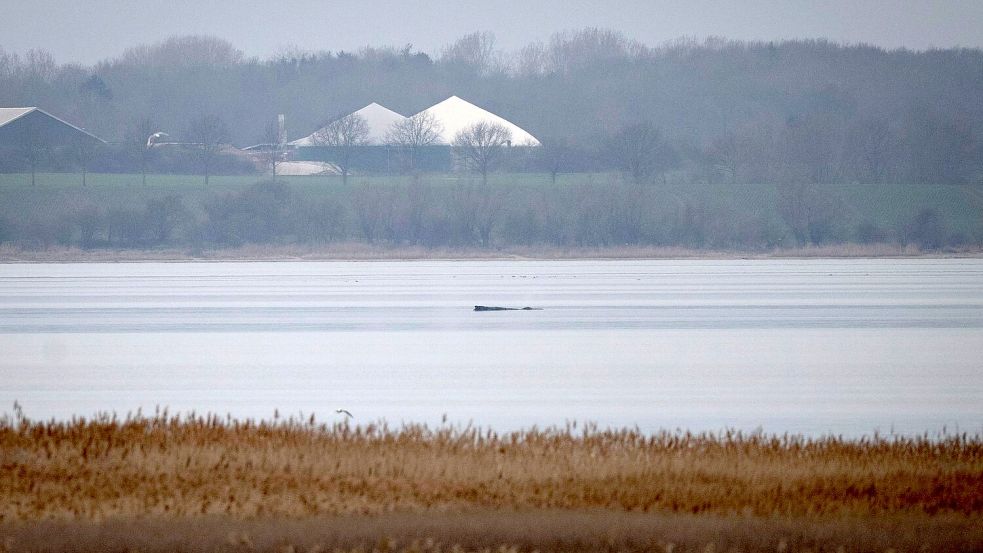 Greenpeace hofft, dass sich der Wal selbst befreien kann. Foto: Philip Dulian