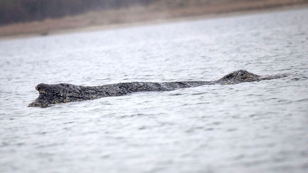 Der Wal ist in der Nacht zu Sonntag erneut von der Sandbank freigekommen. Foto: Philip Dulian