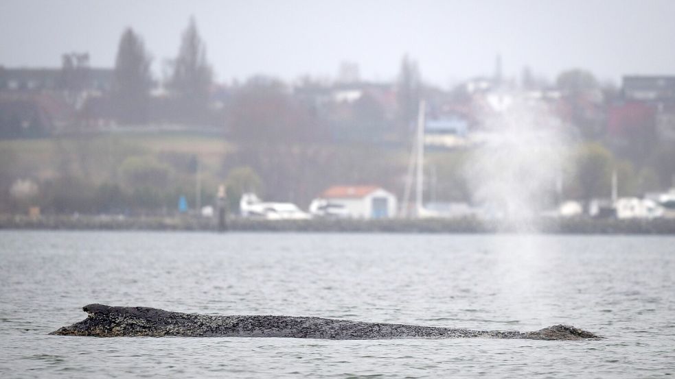 Am Freitagabend war der Wal bei Timmendorfer Stand erstmals freigekommen. Foto: Philip Dulian