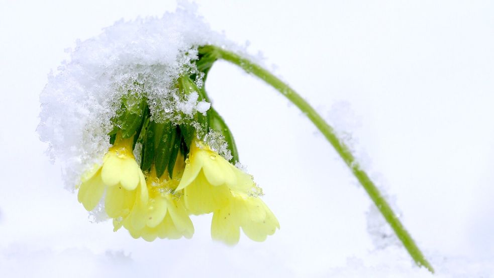 In den höheren Lagen ist weiterhin mit Schneefall zu rechnen. (Symbolbild) Foto: Karl-Josef Hildenbrand