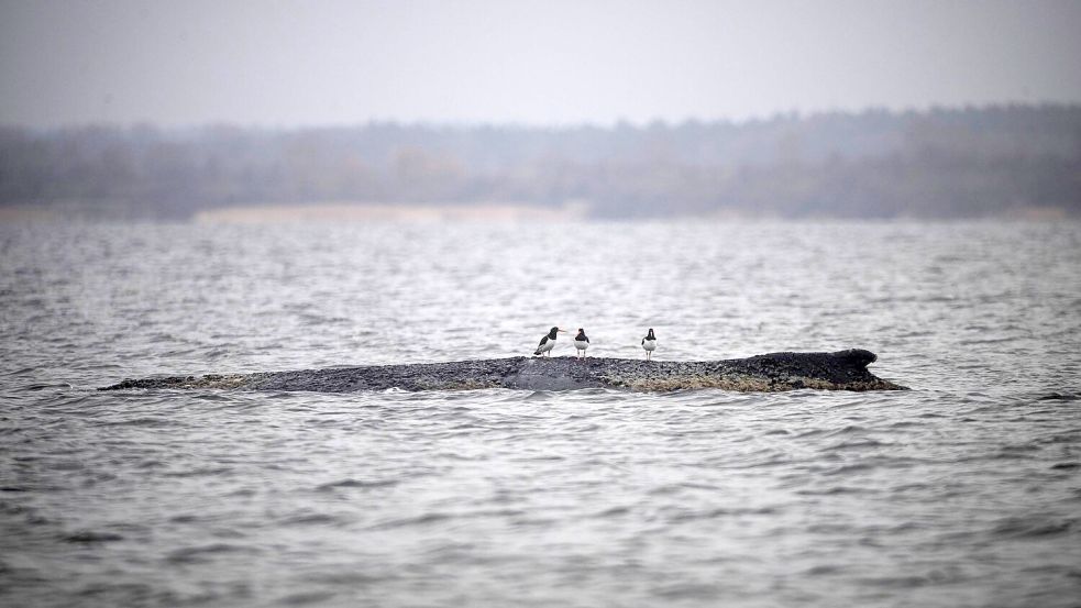 Wird der Buckelwal es schaffen? Foto: Philip Dulian