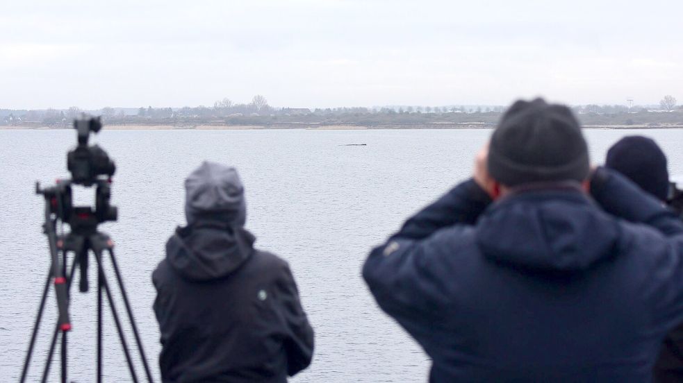 Der Wal lag am Sonntagvormittag wenige Hundert Meter vom Festland entfernt. Foto: Daniel Bockwoldt