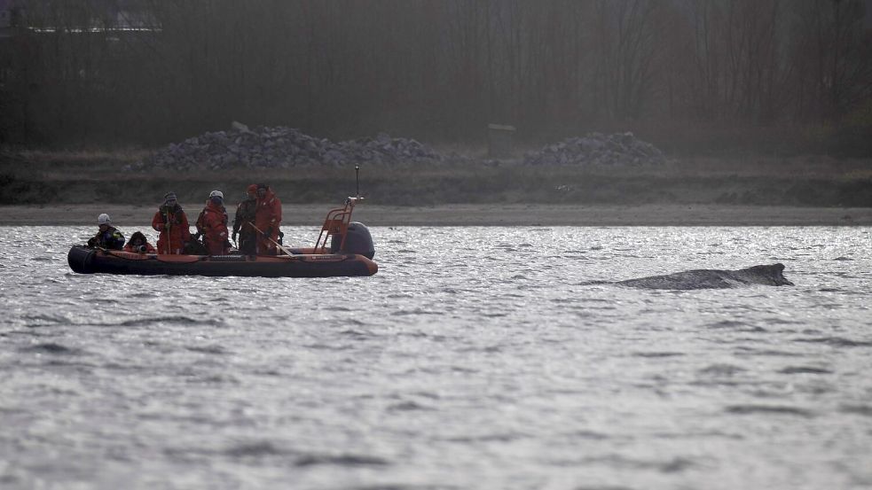 Der Wal soll jetzt in Ruhe gelassen werden - aber schafft er es aus eigener Kraft? Foto: Philip Dulian