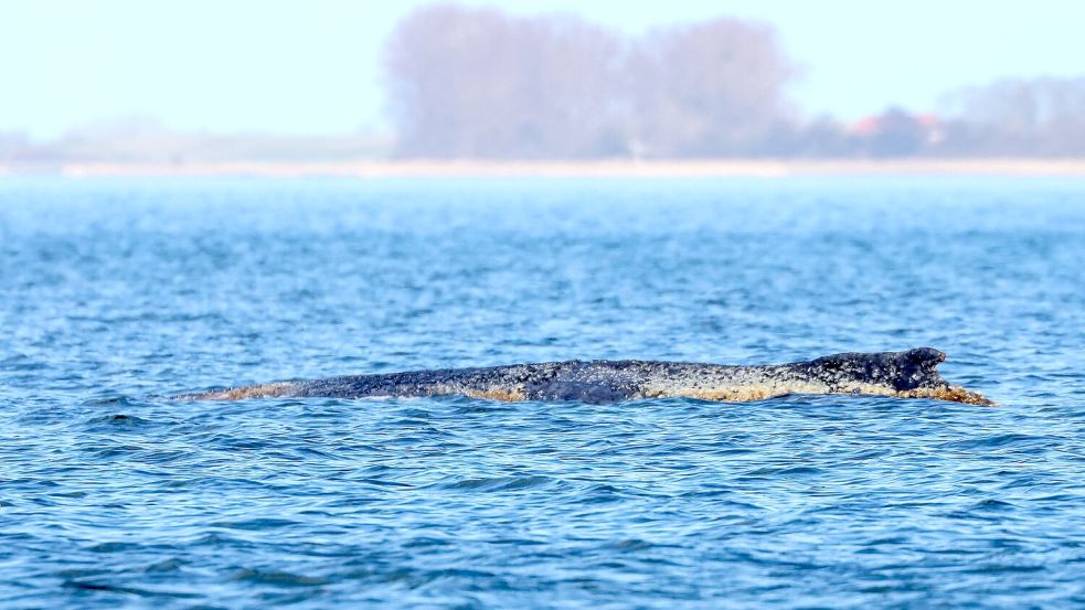 Der Buckelwal braucht Ruhe. Foto: Bodo Marks