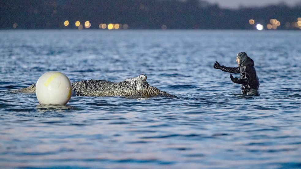 Robert Marc Lehmann wies bereits zu Beginn der Rettungsaktion auf das Risiko hin, dass der Wal in seiner misslichen Lage ertrinken könnte. Foto: dpa/Ulrich Perrey
