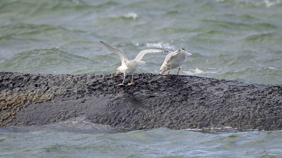 Der gestrandete Buckelwal dürfte stark unter den Attacken der Möwen leiden. Foto: IMAGO/Agentur 54 Grad/Felix Koenig