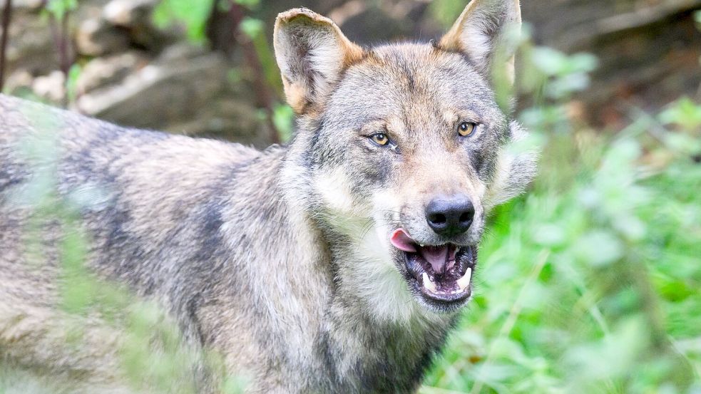 Die Polizei geht davon aus, dass es sich bei dem eingefangenen Wolf um ein zuvor in Blankenese gesichtetes Tier handelt. (Symbolbild) Foto: Julian Stratenschulte