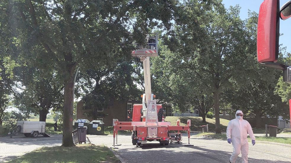 Die Autobahnmeisterei lässt auf dem Rastplatz Stillhorn Ost Nester des Eichenprozessionsspinners von Bäumen absaugen. Foto: Veronika Boge/-/dpa